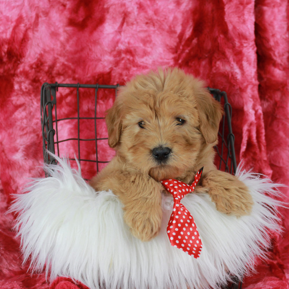 Blue Diamond Mini Labradoodle Puppy playing in Hollister.